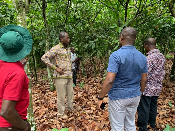 Cocoa farm, rehabilitation, COCOBOD, Ghana, Joseph Boahen Aidoo, handing over of farms,