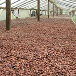 Cocoa, 8 EU MPs, Newscenta, European Union Parliament, Child Labour, Ghana Cocoa, business, COCOBOD,