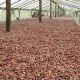 Cocoa, 8 EU MPs, Newscenta, European Union Parliament, Child Labour, Ghana Cocoa, business, COCOBOD,
