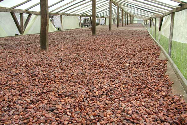 Light crop cocoa import dates back to 2005 for commercial reasons