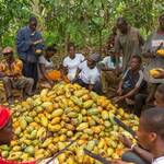 Cocoa, farmgate price, Newscenta, GCCP, COCOBOD, farmers,