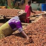 Cocoa, beans, Newscenta, smuggling, Ivory Coast, Ghana,