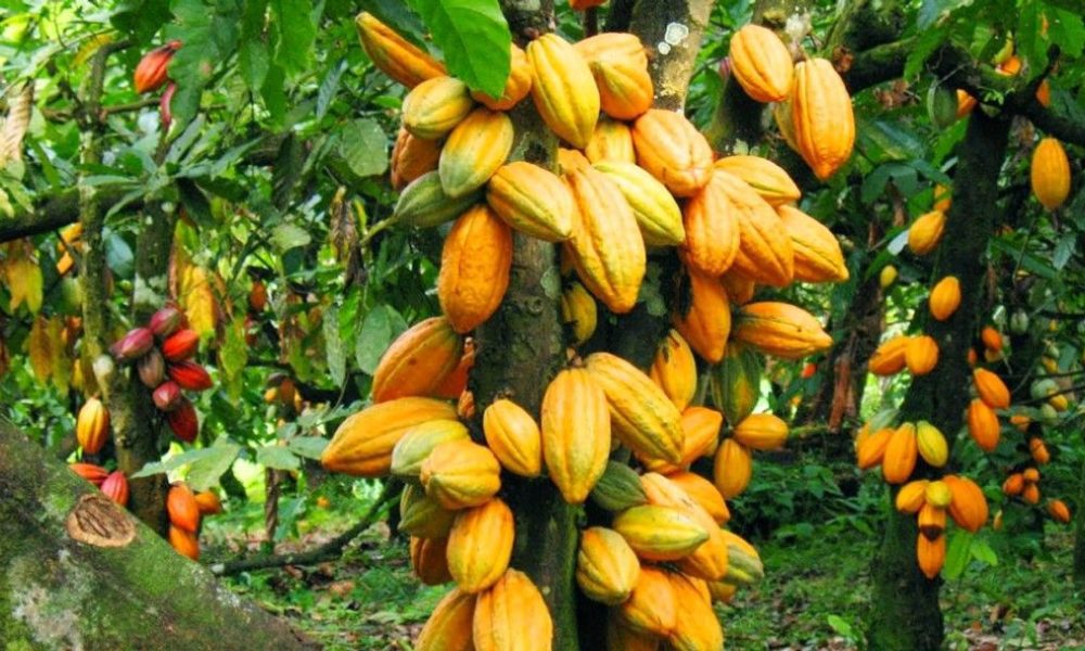 Cocoa, producer price, Newscenta, review, coalition, COCOBOD, farmers,