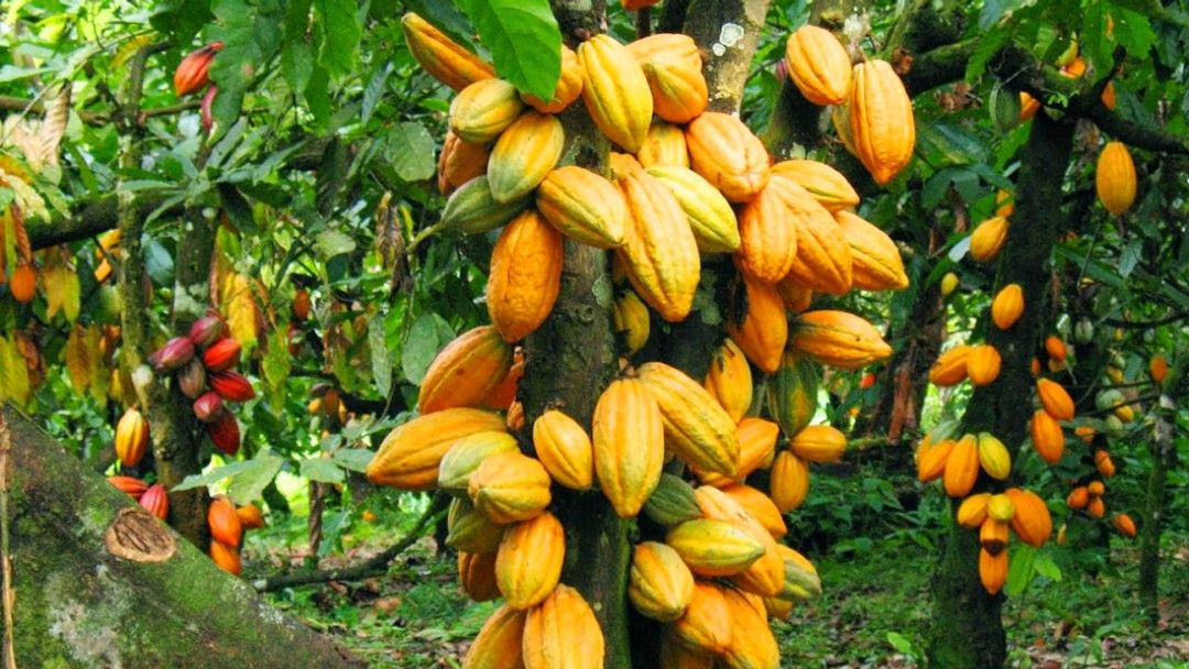 Cocoa, producer price, Newscenta, review, coalition, COCOBOD, farmers,