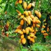 Cocoa farmers, producer price, Newscenta, Ghana, Ivory Coast, Free on Board,