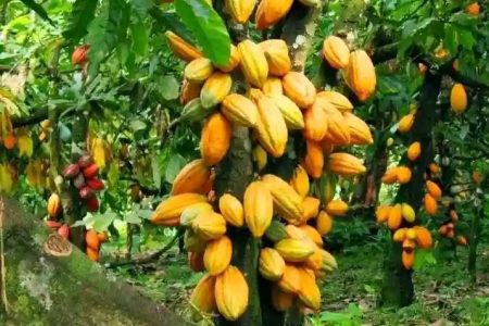 Cocoa producer price of FoB NPP and NDC paid farmers