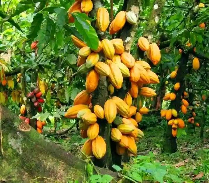 Cocoa farmers, producer price, Newscenta, Ghana, Ivory Coast, Free on Board,