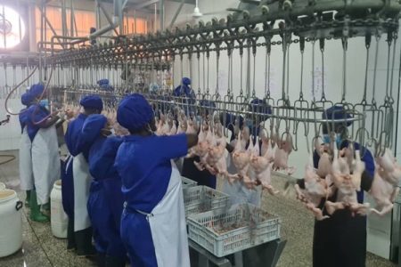 FSRP-MoFA poultry project yields promising results, set for expansion