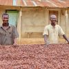 Cocoa, Price, Increase, Producer, Bag, Government, announced, Newscenta