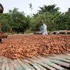 Cocobod, Opens, New, cocoa, Newscenta, Season, September, Financing, Plan