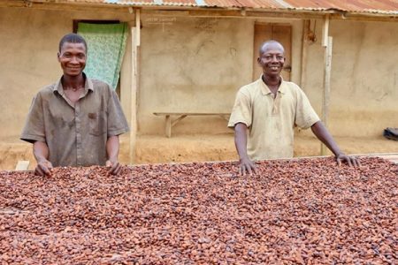 Transforming Ghana’s Cocoa Sector: Why Cocoa Farmers Should Back Dr. Bawumia in 2024