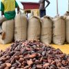 Cocoa, Ghana, Buyers, Newscenta, Bid