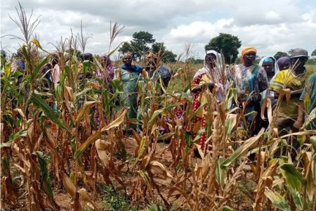 CSIR- SARI introduces climate-resilient, nutritionally enhanced maize hybrids