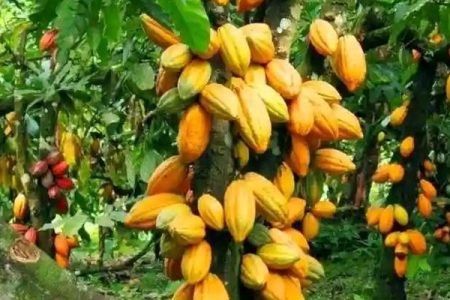 Cocoa prices soar over $12,000 amid drought crisis