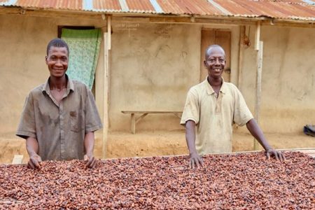 Cocoa prices reach 8-month high of $10,961 on global exchanges