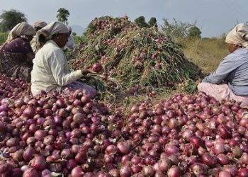 Makola onion Telecel