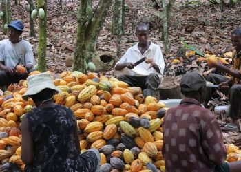 Cocoa farmers