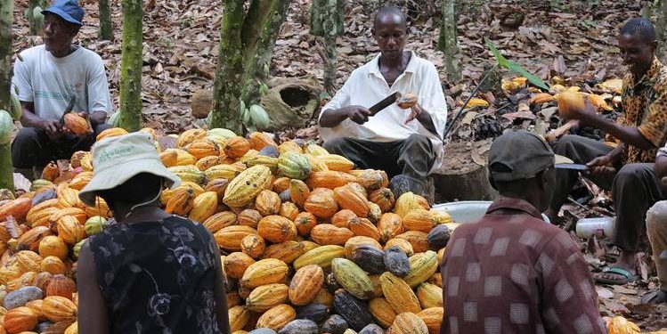 Cocoa farmers
