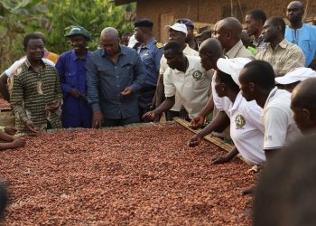 Producer price cocoa bag