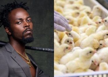 Poultry Kwaw Kese
