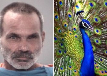 Man arrested for allegedly killing and eating his pet peacocks