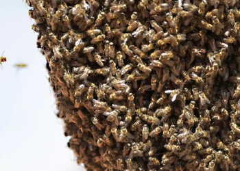 NDC supporters Kpandai